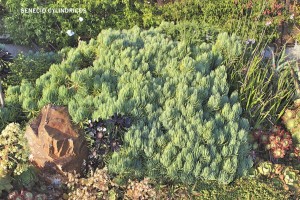 Senecio cylindricus